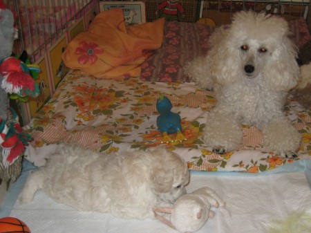 ... na návštěvu přišla sesřička CERES...